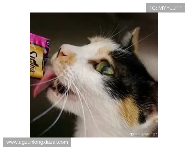 尊龙登录入口首页：常见问题与解决方案全面解析